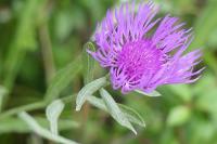 Centaurea jacea