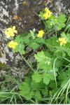 Chelidonium majus