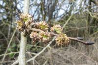 Ulmus minor