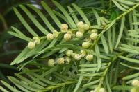 Taxus baccata