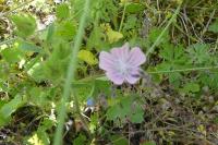 Malva setigera