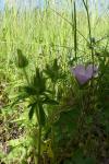 Malva setigera