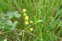 Hypericum pulchrum