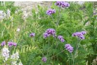 Verbena bonariensis