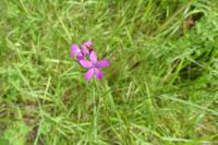 Dianthus armeria
