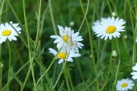 Leucanthemum ircutianum