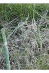 Asparagus officinalis