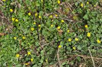 Ficaria verna