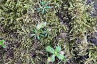 Draba verna