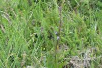 Lobelia urens
