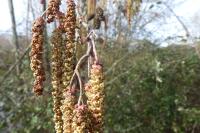 Alnus glutinosa