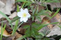 Anemone nemorosa