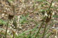 Plantago lanceolata