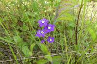 Legousia speculum-veneris