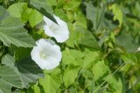 Convolvulus sepium