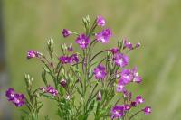 Epilobium hirsutum