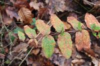 Hypericum androsaemum