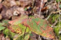 Hypericum androsaemum