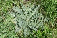 Onopordum acanthium