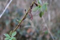 Hypericum hirsutum
