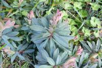 Euphorbia amygdaloides