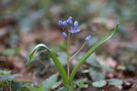 Scilla bifolia