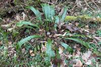 Asplenium scolopendrium