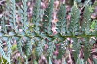 Polystichum aculeatum