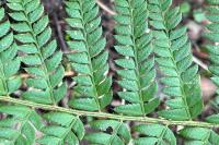 Polystichum setiferum