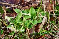 Primula vulgaris
