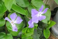 Vinca major