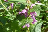 Lamium maculatum