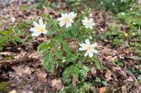 Anemone nemorosa