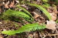 Struthiopteris spicant