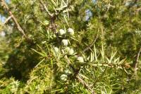 Juniperus communis