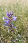 Lobelia urens