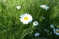 Leucanthemum ircutianum