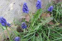 Muscari neglectum