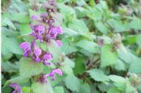 Lamium maculatum