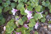 Cymbalaria muralis