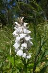 Dactylorhiza maculata