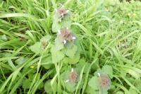 Lamium purpureum