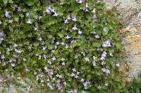 Cymbalaria muralis