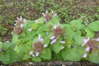 Lamium purpureum