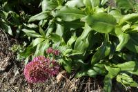 Centranthus ruber