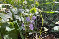 Glechoma hederacea