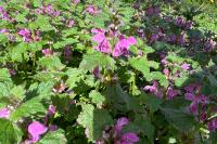 Lamium maculatum