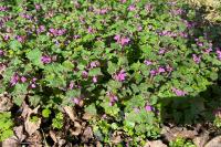 Lamium maculatum