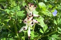 Fumaria capreolata