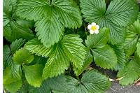 Fragaria vesca